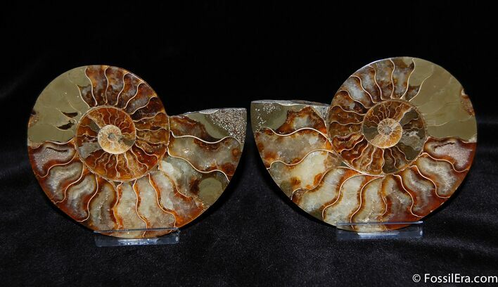 Inch Split and Polished Ammonite #380